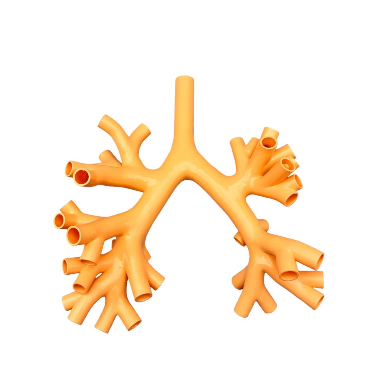 Modèle de formation en bronchoscopie, modèle de pratique en bronchoscopie, modèle de bronchoscope, m